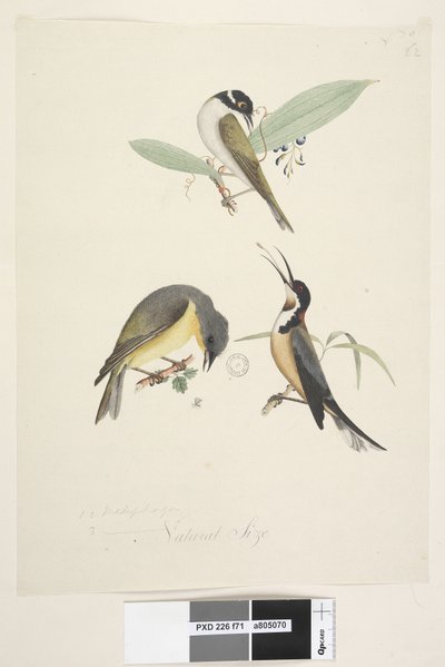 Sivu 71. 1, 2. Meliphaga. 3., ? alemmassa keskellä eri kädessä Luonnollinen koko. Kolme lintua esitetään: 1. Valkoinen, naped Honeyeater tekijältä Unknown artist