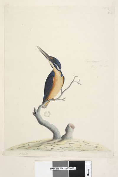 Sivu 74. Ter,re,a,mar tai King Fisher. alhaalla vasemmalla eri kädessä Alcedo. alemmassa keskellä kolmannessa kädessä Luonnollinen koko Azure Kingfisher Alyone azurea, 1791-92 tekijältä Unknown artist