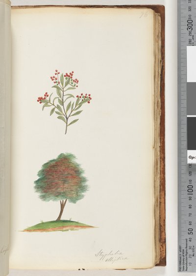Sivu 76. Styphelia elliptica / Tree Broom Heath tekijältä Unknown artist
