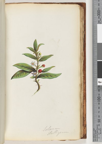 Sivu 78a. Solanum stelligerum / Star Nightshade tekijältä Unknown artist