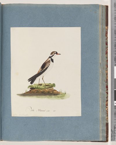 Sivu 79. Mustarintainen Dotterel. Charadrius Hiaticula tekijältä Unknown artist