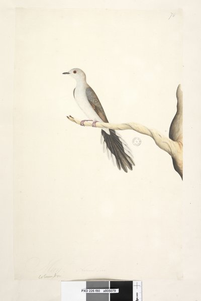 Sivu 80. Columba. otsikon yläpuolella eri kädessä toukokuussa. Luonnonkokoinen Diamond Dove Geopelia cuneata, 1791-92 tekijältä Unknown artist