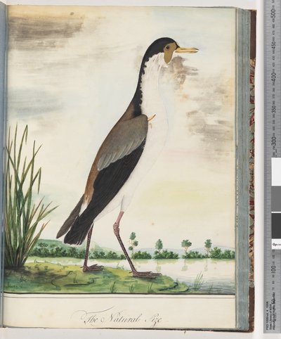 Sivu 80. Naamiopiiri tai Spur, siivekäs Plover tekijältä Unknown artist