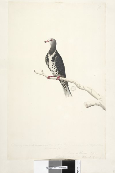 Sivu 81. Wunga, Wungee Pigeon. Piirretty asteikolla 1/2 luonnollisesta koosta. Kaksi näistä kyyhkyistä nähtiin nyt ensimmäistä kertaa joulukuussa 1791... samanlaisia kuin... Wonga Pigeon Leucosarcia melanoleuca, 1791-92 tekijältä Unknown artist