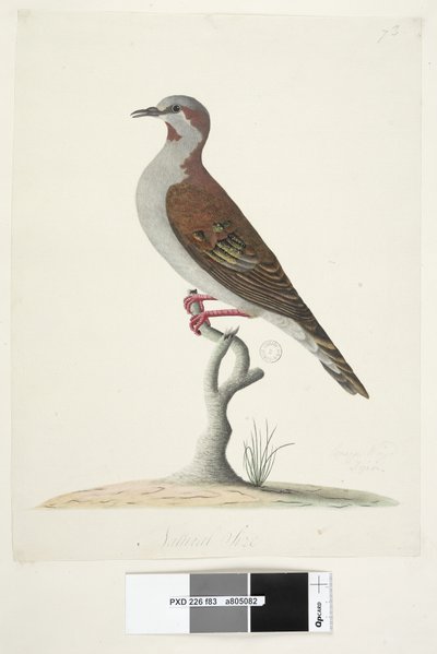 Sivu 83. Pronssisiivekäs kyyhkynen. alempana keskellä eri kädessä Luonnollinen koko Harja Bronzewing Pigeon Phaps elegans, 1791-92 tekijältä Unknown artist