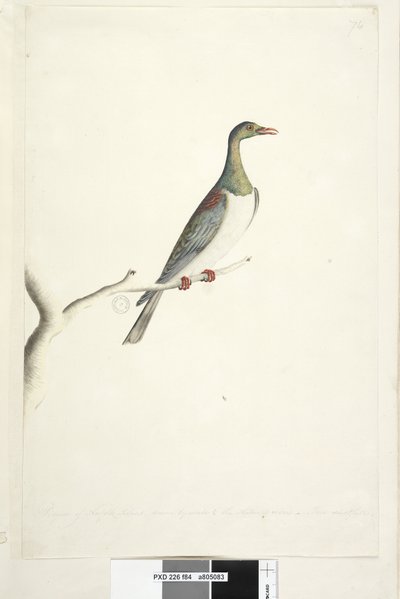 Sivu 84. Norfolkin saaren kyyhkynen piirretty asteikolla 1/2 luonnollisesta koosta. Iris epävarma Norfolk Island Pigeon Hemiphaga novaeseelandiae spadicea, 1791-92 tekijältä Unknown artist