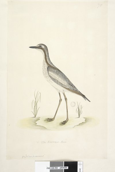 Sivu 85. Oedicnemus. alempana keskellä eri kädessä 1/2 luonnollista kokoa Southern Stone, Curlew Burhinus magnirostris, 1791-92 tekijältä Unknown artist