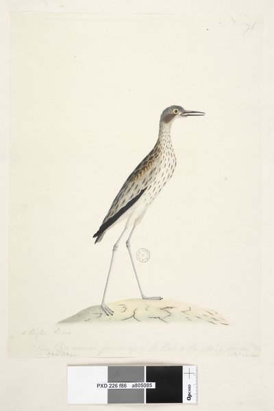 Sivu 86. Yön lintu. Oedicnemus. alareunaa pitkin eri kädessä Tämä lintu mitattuna setelin kärjestä ulospäin. midl. varvas 30 tuumaa Southern Stone, Curlew Burhinus magnirostris, 1791-92 tekijältä Unknown artist