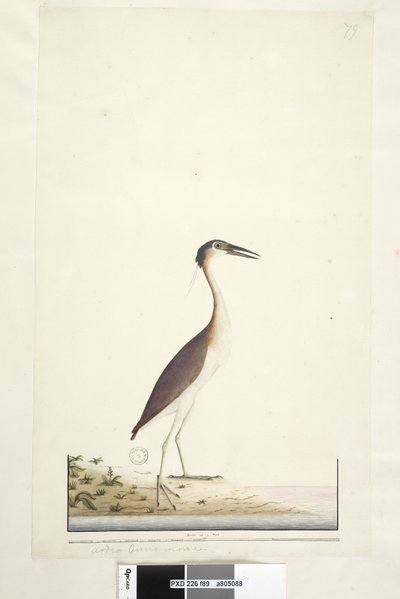 Sivu 89. Ardea ..?.. Nankeen Night, Heron Nycticorax caledonicus, 1791-92 tekijältä Unknown artist