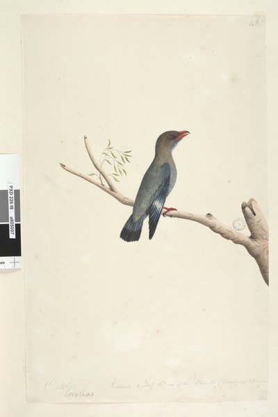 Sivu 8. Coraciae. alareunaa pitkin eri kädessä lokakuussa. Puoleen linnun koosta pienennetty piirustus on otettu Dollarista, Bird Eurystomus orientalis, 1791-92 tekijältä Unknown artist