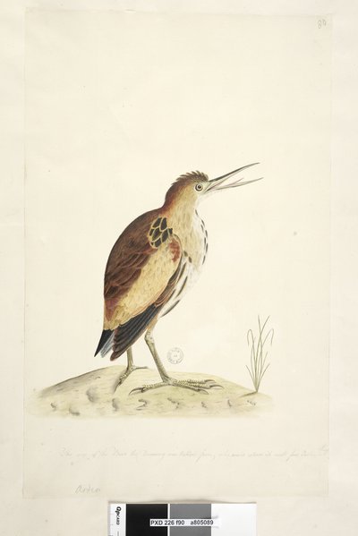 Sivu 90. Ardea. alareunaa pitkin eri kädessä Piirustuksen ottaman linnun koko, joka pystyi ojentamaan kaulaansa neljä senttiä pituudeltaan Pikkukarvas Ixobrychus minutus, 1791-92 tekijältä Unknown artist