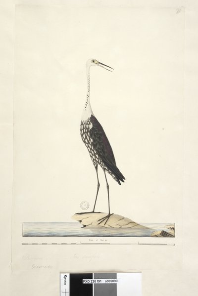 Sivu 91. Ciconia. otsikon yläpuolella eri kädessä Joulukuu, iiris epävarma Valkoinen, kaulahaikara Ardea pacifica Notophoyx pacifica, 1791-92 tekijältä Unknown artist