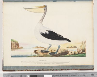 Sivu 92. Australian Pelican tekijältä Unknown artist