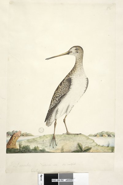 Sivu 92. Scolopax. otsikon yläpuolella eri kädessä joulukuussa. Luonnonkokoinen, epävarma iiris, japanilainen taivakka Gallinago hardwickii, 1791-92 tekijältä Unknown artist