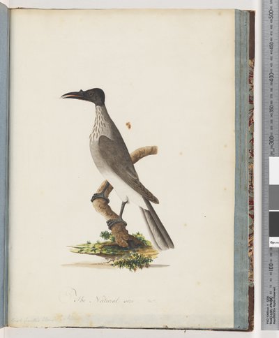 Sivu 95. Noisy Friarbird. Nuppi edessä Honeyeater tekijältä Unknown artist