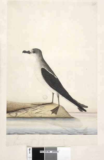 Sivu 96. Norfolkin saaren lintu tekijältä Unknown artist