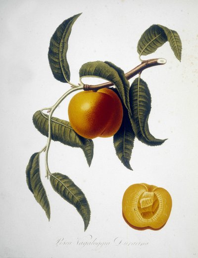 Pesca Vagaloggia Duracina (Kalastus ja kalastusala). 1800-luvun herbaario. tekijältä Unknown artist