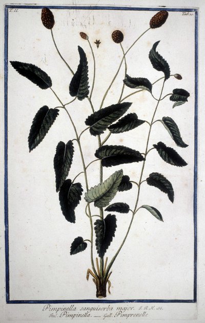 Pimprenelle: Pimpinella Sanguisorba major. tekijältä Unknown artist