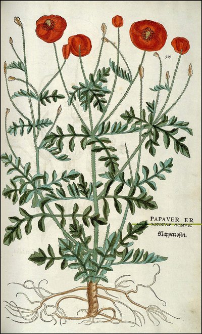 Poppy in - Leonhart Fuchsin "" Rasismin historia -kommenttimerkit,..." tekijältä Unknown artist