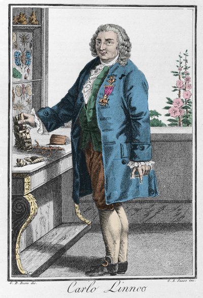 Charles Linnen muotokuva (Carl von Linne, Linneus tekijältä Unknown artist