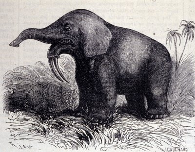 Esihistoria: Dinotheriumin esitys, pachynahkatyyppi. tekijältä Unknown artist