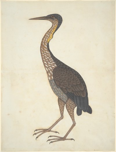 Purppurahaikara (Ardea purpurea) tekijältä Unknown artist
