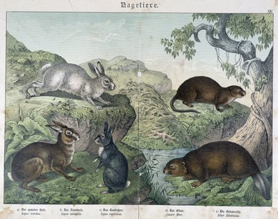 Kani, majava - julkaisussa “” Natural History of Mammals”, toim. Schreiber tekijältä Unknown artist