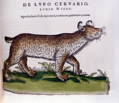 Ilveksen (susi - hirvi) esitys - Historia Animalium de Conrad Gesner (1516 - 1565), Tiguri tekijältä Unknown artist