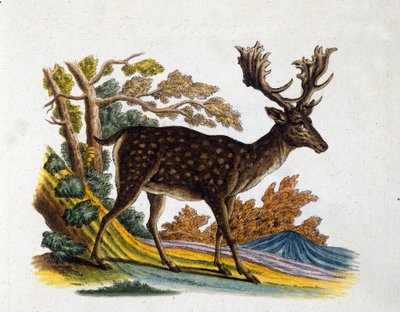 Poron esitys. 1700-luvun kaiverrus tekijältä Unknown artist