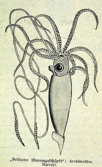 Esitys Architeuthis Harveyistä, jättiläiskalmarista. tekijältä Unknown artist