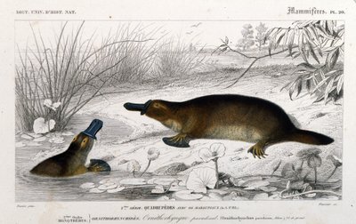Ornithorynch (Ornithorhynchus paradoxus, Blum.) esitys. kaiverrus C. D