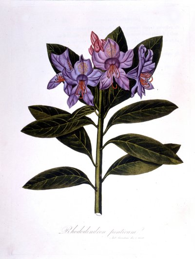 Rhododendron (Rhododendrum Bridges). tekijältä Unknown artist