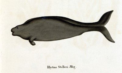 Rhytina Stelleri kutsui myös merilehmää Stelleriksi, näyte katosi 1700-luvulla. tekijältä Unknown artist