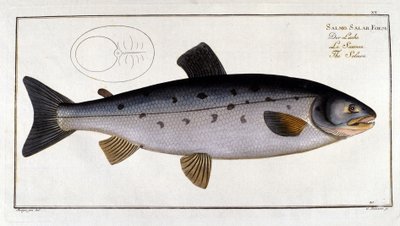 Lohi (Salmo salar), kirjoittanut Marc Elieser Bloch Ichtyologie Paris - Berliini - Lontoo 1787. tekijältä Unknown artist
