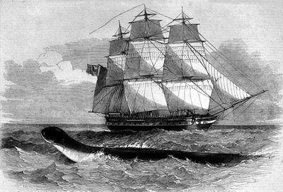 Merihirviö: merikäärmeen ilmestyminen Daedalus fregate -tielle vuonna 1848. Kaiverrus 1800-luvulta. tekijältä Unknown artist