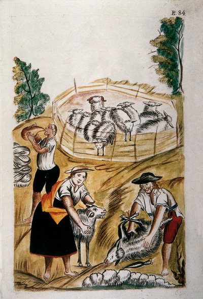 Lammasleikkaus, kirjasta "Trujillo of Peru" tai "Codex Martinez Companion", Baltazar Martinez Companion ja Bujanda, Trujillon piispa (1782-1785) tekijältä Unknown artist