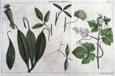 Stipulit ja lonkerot: kirjassa "" Flora Françoise tai lyhyt kuvaus kaikista Ranskassa luonnollisesti kasvavista kasveista, jotka on järjestetty uuden analyysimenetelmän mukaan, johon lainataan niiden vähiten yksiselitteisiä hyveitä lääketieteessä ja niiden tekijältä Unknown artist