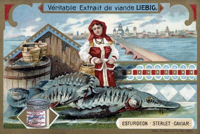 Sampi, sterletti, kaviaari, nuoren naisen kanssa kauhoissa, venäläisen kaupungin edessä - Liebig kromolitografia tekijältä Unknown artist