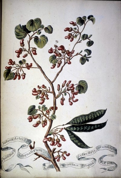 Sylvestris Rotundifolia. 1800-luvun herbaario. tekijältä Unknown artist