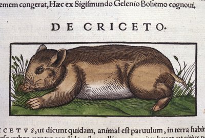 Hamsteri eläinten historiassa, Conrad Gesner (1516 - 1565), Tiguri tekijältä Unknown artist