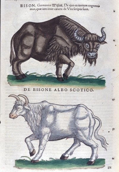 Biisoni ja valkoinen biisoni Historiae animaliumista, kirjoittanut Konrad Gesner, Tiguri tekijältä Unknown artist