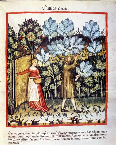 Kaalin kukka sato kasvimaassa. Valaistus lääketieteen ja dietetiikan lypsystä "" Tacuinum sanitatis"" tekijältä Unknown artist