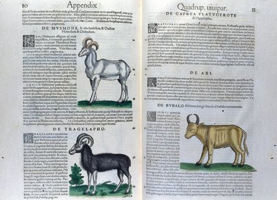 Conrad Gesner (1516 - 1565), Tiguri, Historia Animaliumin nelijalkaisten kaksoissivu tekijältä Unknown artist