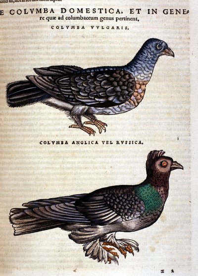 Kyyhkynen Conrad Gesnerin Historia Animaliumin jälkeen, Tiguri 1560. Biblioteca nazionale Braidense. Milano tekijältä Unknown artist