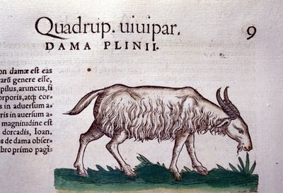 Vuohi Historiae animaliumin mukaan kirjoittanut Konrad Gesner, Tiguri tekijältä Unknown artist