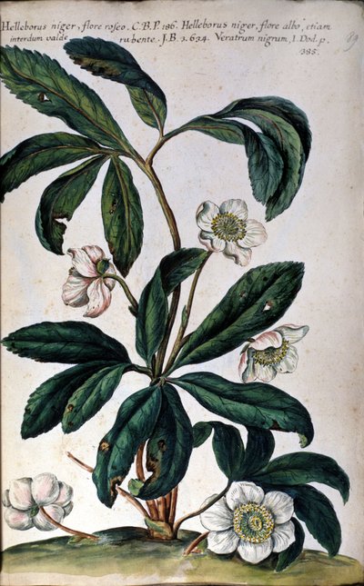 Hellebore tai musta hellebore, jota kutsutaan myös jouluruusuksi. 1700-luvulla tekijältä Unknown artist