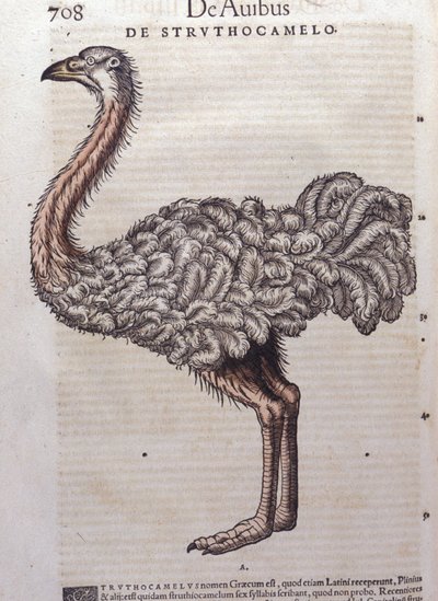 Strutsi - Konrad Gesnerin, Tigurin, Historiae animaliumista tekijältä Unknown artist