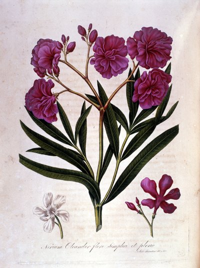 Vaaleanpunainen laakeripuu (oleanteri) - 1700-luvun herbaario. tekijältä Unknown artist