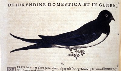 Pääskynen Historiae animaliumin jälkeen kirjoittanut Konrad Gesner, Tiguri tekijältä Unknown artist