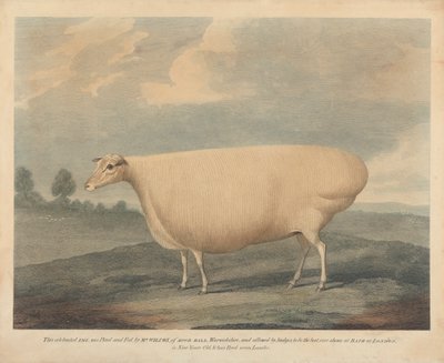 Tämän juhlitun uuhen kasvatti ja ruokki herra Wilcox. tekijältä Unknown artist